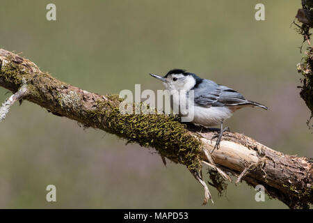 Un ritratto di un bianco-breasted picchio muratore. Foto Stock