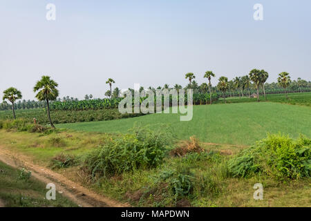 Verde Paddy land cercando awesome con noce di cocco, banana e piantagione di cotone vista schema. Foto Stock