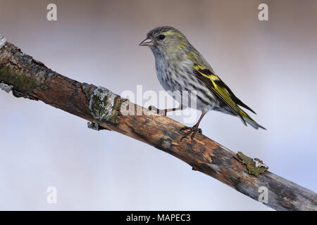 Femmina di lucherino eurasiatico (Spinus spinus) sorge su un antico ramo: molto vicino, può vedere ogni piuma, riflesso nell'occhio. Foto Stock