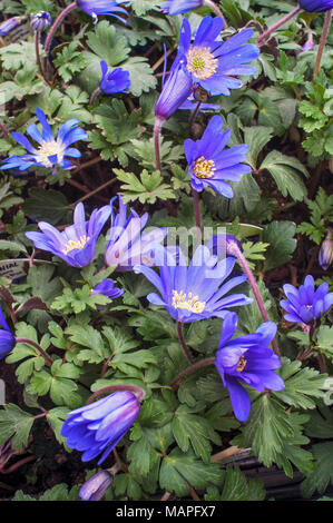 Anemone blanda 'Blue' Fiore in primavera. La formazione di grumi diffusione perenni. Ideale per naturalizing nel bosco, Rock Gardens. Foto Stock