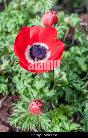 Anemnoe armonia 'rosso'' in fiore in primavera. Foto Stock