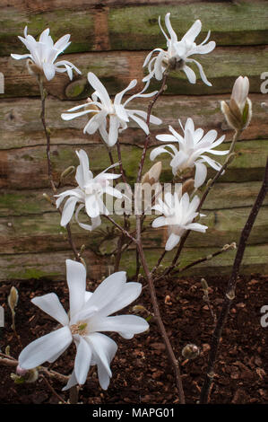 Magnolia stellata (Star Magnolia) che mostra i fiori in primavera. Foto Stock