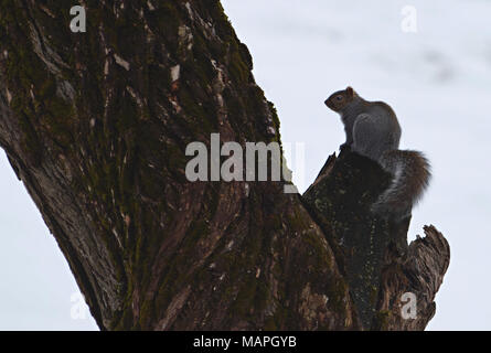 Uno scoiattolo su un grande albero Foto Stock