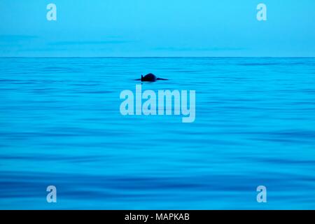 La balena dal becco affiorante vicino isola Pico, Azzorre Foto Stock