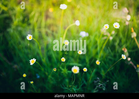 Chamomiles sul prato illuminate dalla luce del sole. Primo piano della fioritura bellissimi fiori selvaggi e fresco di erba verde all'esterno. Profondità di campo, bokeh di fondo Foto Stock