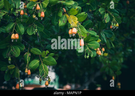 Gli alberi di anacardi (Excelsum occidentale) nel giardino di sera. Frutti e foglie della pianta Foto Stock