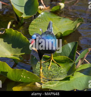 Pollo sultano camminando attraverso Lily Pad. Foto Stock