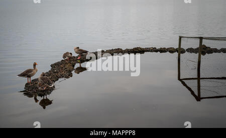 Visitare Amburgo in Germania Foto Stock