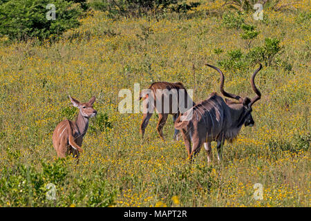 Maschio e femmina di due Nyala a piedi attraverso il giallo prati fioriti a iSimangalise Wetland Park di Zululand, KwaZulu Natal, Sud Africa Foto Stock