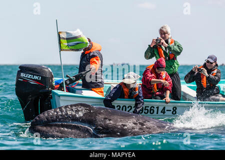 California balena grigia polpaccio (Eschritius robustus) con turisti in San Ignacio Laguna, Baja California Sur, Messico, America del Nord Foto Stock