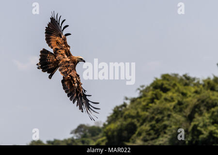 Un adulto black hawk a collare (Busarellus nigricollis), in volo a Pousado Rio Claro, Mato Grosso, Brasile, Sud America Foto Stock