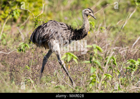 Un adulto maggiore rhea (Rhea americana), Pousado Rio Claro, Mato Grosso, Brasile, Sud America Foto Stock