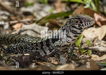 Un adulto argentino in bianco e nero tegu (Salvator merianae), Pousado Alegre, Mato Grosso, Brasile, Sud America Foto Stock