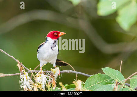 Un adulto giallo-fatturati cardinale (Paroaria capitata), Porto Jofre, Mato Grosso, Brasile, Sud America Foto Stock