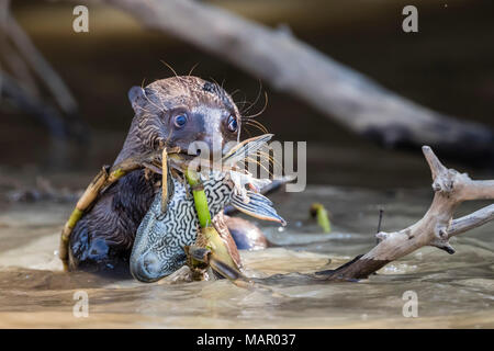 Giant Lontra di fiume (Pteronura brasiliensis), alimentando vicino a Puerto Jofre, Mato Grosso, Pantanal, Brasile, Sud America Foto Stock