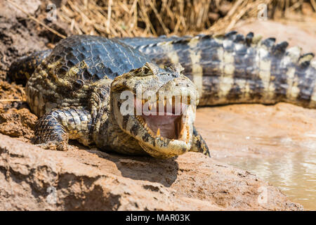 Un adulto caimano yacare (yacare Caimano) sulla riva del fiume vicino a Porto Jofre, Mato Grosso, Brasile, Sud America Foto Stock