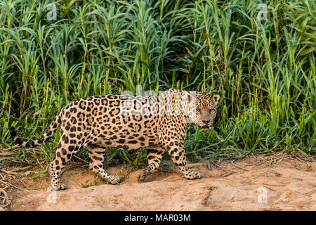 Un maschio adulto Jaguar (Panthera onca), sulla riva del fiume del Rio Cuiaba, Mato Grosso, Brasile, Sud America Foto Stock