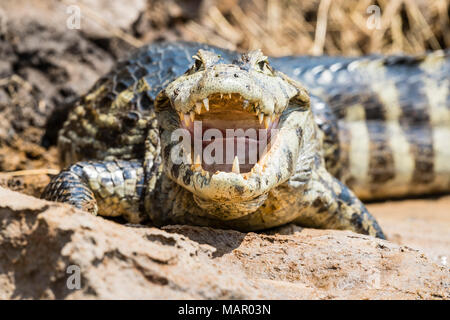 Un adulto caimano yacare (yacare Caimano) sulla riva del fiume vicino a Porto Jofre, Mato Grosso, Brasile, Sud America Foto Stock