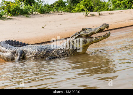 Un adulto caimano yacare (yacare Caimano), sulla riva del fiume vicino a Porto Jofre, Brasile, Sud America Foto Stock