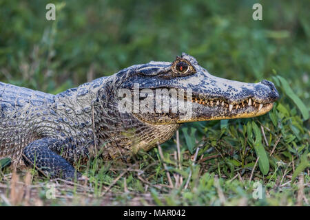 Un adulto caimano yacare (yacare Caimano), testa dettaglio, Pousado Alegre, Mato Grosso, Brasile, Sud America Foto Stock