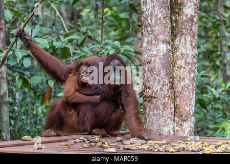 La madre e il bambino Bornean orangutan (Pongo pygmaeus), Camp Leakey piattaforma di alimentazione, Borneo, Indonesia, Asia sud-orientale, Asia Foto Stock