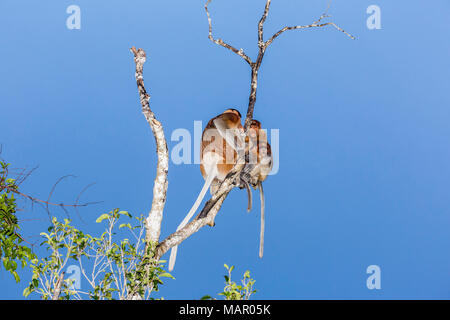 Maschio, femmina, e baby proboscide di scimmia (Nasalis larvatus), Borneo, Indonesia, Asia sud-orientale, Asia Foto Stock