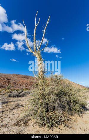 Struttura Boojum, cirio (Fouquieria columnaris), Bahia de los Angeles, Baja California, Messico, America del Nord Foto Stock