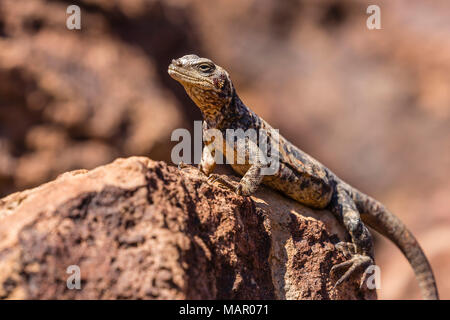 L'endemico San Esteban chuckwalla (Sauromalus varius), Isla San Esteban, Baja California, Messico, America del Nord Foto Stock