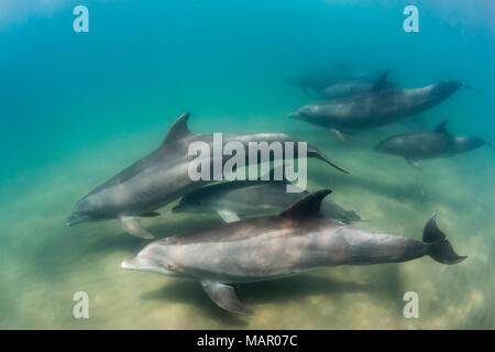 Un pod di comune delfino tursiope (Tursiops truncatus), subacquea a El Mogote, Baja California Sur, Messico, America del Nord Foto Stock