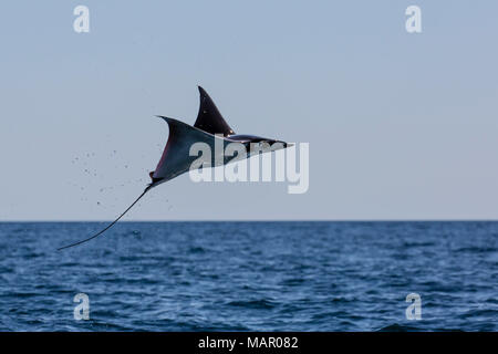 Adulto Munk pigmeo del diavolo ray (Mobula munkiana), saltando vicino a Isla Danzante, Baja California Sur, Messico, America del Nord Foto Stock