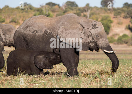 Elefante africano (Loxodonta africana) allattamento, Chobe National Park, Botswana, Africa Foto Stock