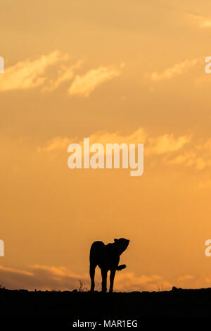 Ghepardo (Acinonyx jubatus) silhouette, Zimanga Riserva Privata, KwaZulu-Natal, Sud Africa e Africa Foto Stock