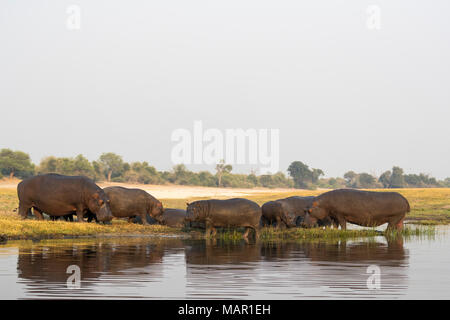 Ippopotami (Hippopotamus amphibius), il fiume Chobe, Botswana, Africa Foto Stock