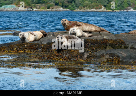 Guarnizioni crogiolarsi sulle rocce vicino all Isola di Garinish, Shrone, penisola di Beara, Wild Atlantic modo, nella contea di Cork, Munster, Repubblica di Irlanda, Europa Foto Stock