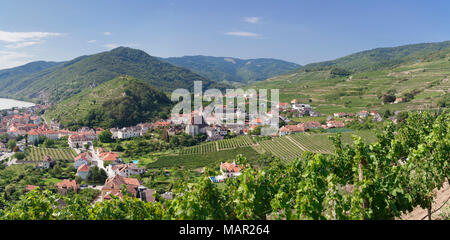 Vigneti in estate, Fiume Danubio, Spitz, il paesaggio culturale di Wachau, sito Patrimonio Mondiale dell'UNESCO, Austria, Europa Foto Stock