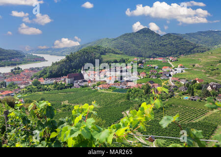 Vigneti in estate, Fiume Danubio, Spitz, il paesaggio culturale di Wachau, sito Patrimonio Mondiale dell'UNESCO, Austria, Europa Foto Stock