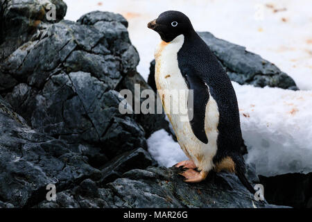 Adelie Penguin (Pygoscelis adeliae), Torgersen isola vicino stazione Palmer, off Anvers Island, Penisola Antartica, Antartide, regioni polari Foto Stock