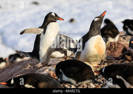 Pinguino Gentoo (Pygoscelis papua) colonia, early morning sun, Neko Harbour, Graham Land, continente antartico, Antartide, regioni polari Foto Stock