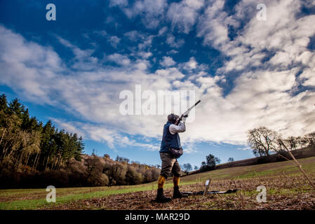 Spari su un fagiano shoot, Regno Unito, Europa Foto Stock