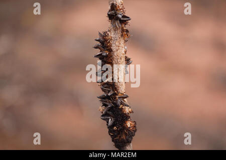 Il fiore spike della Xanthorrhoea dopo la fioritura e le sementi in cialde hanno disperso i loro semi. Foto Stock