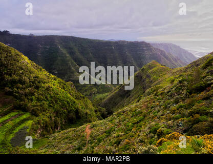 Barranco La Goleta, gorge, sentiero da Cruz del Carmen a Bajamar, Anaga Parco Rurale, isola di Tenerife, Isole Canarie, Spagna, Atlantico, Europa Foto Stock