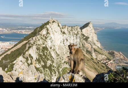 Resident Barbary macaque, con vista a nord lungo la roccia dietro di lui, Gibilterra, Europa Foto Stock