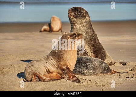 Un maschio di Nuova Zelanda Sea Lion (Hooker's sea lion) custodisce i capretti femmine della specie sulla spiaggia Allans, Penisola di Otago, Otago, Isola del Sud, nuovo zelo Foto Stock