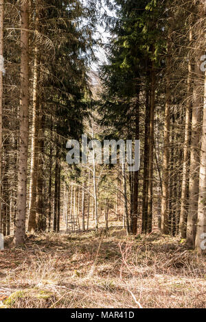 Nascondi sollevata nel mezzo della foresta Foto Stock