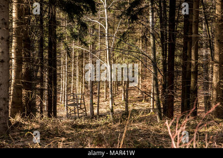 Nascondi sollevata nel mezzo della foresta Foto Stock