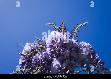 Close-up di fiori di glicine. Foto Stock
