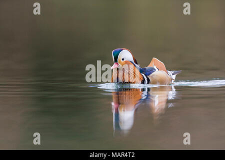 Solo maschi di anatra mandarina Aix galericulata nuoto su acqua Foto Stock