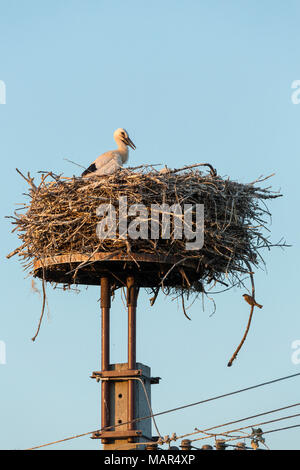 Coppia di cicogna bianca Ciconia ciconia ragazzi sulla piattaforma di nido con casa passero Passer domesticus Foto Stock