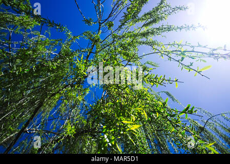 Salix babylonica, Babilonia Willow, salice piangente, nella luce del giorno. Foto Stock