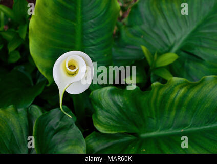 Vista ravvicinata della calla lily germoglio di fiore in foglie verdi. Naturale sfondo floreale, il fuoco selettivo vista superiore Foto Stock